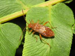 Attēlu rezultāti vaicājumam “Rhopalus maculatus”
