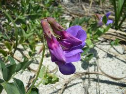 Attēlu rezultāti vaicājumam “Lathyrus japonicus subsp. maritimus”