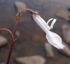 Attēlu rezultāti vaicājumam “Lobelia dortmanna bud”