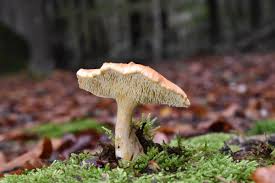 Attēlu rezultāti vaicājumam “Hydnum rufescens”