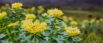 Attēlu rezultāti vaicājumam “Rhodiola rosea”