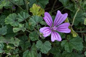 Image result for Malva sylvestris