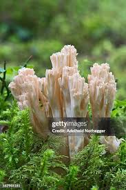 Attēlu rezultāti vaicājumam “Ramaria formosa”