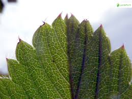 Attēlu rezultāti vaicājumam “Fragaria viridis leaf”