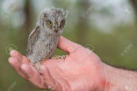 Image result for Otus scops