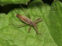 Attēlu rezultāti vaicājumam “Nabis limbatus”