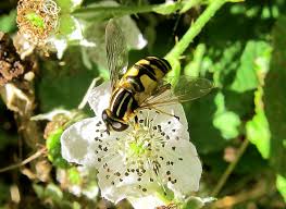 Attēlu rezultāti vaicājumam “Helophilus pendulus”