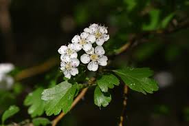 Attēlu rezultāti vaicājumam “Crataegus laevigata”