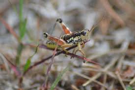 Attēlu rezultāti vaicājumam “Podisma pedestris”