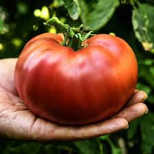 Afbeeldingsresultaat voor carbon tomato
