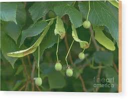 Attēlu rezultāti vaicājumam “Tilia platyphyllos Laciniata fruit”