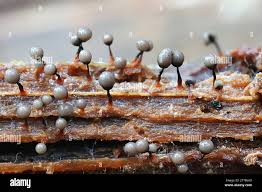 Attēlu rezultāti vaicājumam “Cribraria piriformis macro”