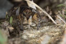 Attēlu rezultāti vaicājumam “Aelurillus v-insignitus”