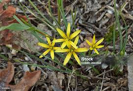 Attēlu rezultāti vaicājumam “Gagea lutea flower”