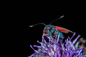 Attēlu rezultāti vaicājumam “Zygaena minos”