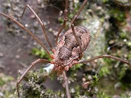 Attēlu rezultāti vaicājumam “Phalangium opilio”