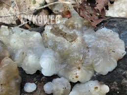 Attēlu rezultāti vaicājumam “Exidia cartilaginea”