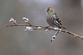 Attēlu rezultāti vaicājumam “Carduelis spinus female”