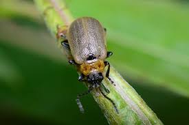 Attēlu rezultāti vaicājumam “Lochmaea caprea”