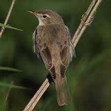 Image result for Hippolais caligata