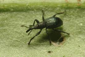 Attēlu rezultāti vaicājumam “Apion sp.”