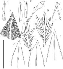 Attēlu rezultāti vaicājumam “Fissidens gracilifolius”