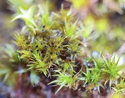 Attēlu rezultāti vaicājumam “Didymodon rigidulus”