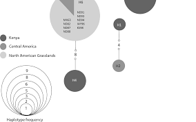 Attēlu rezultāti vaicājumam “Didymium difforme spores”