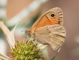 Attēlu rezultāti vaicājumam “Coenonympha pamphilus upperside”