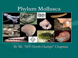 Attēlu rezultāti vaicājumam “Mollusca”