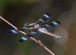 Attēlu rezultāti vaicājumam “Comatricha pulchella macro”