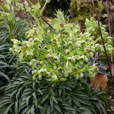 Image result for Nieswurz