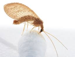 Attēlu rezultāti vaicājumam “Hemerobiidae”