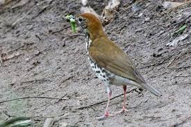 Image result for Hylocichla mustelina