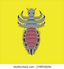 Attēlu rezultāti vaicājumam “Phthiraptera”