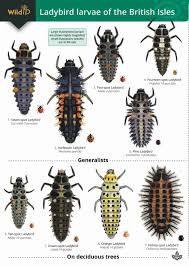 Attēlu rezultāti vaicājumam “Leiodidae larva”
