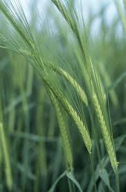 Attēlu rezultāti vaicājumam “Hordeum vulgare”