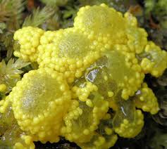 Attēlu rezultāti vaicājumam “Badhamia lilacina plasmodium”