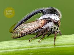 Attēlu rezultāti vaicājumam “Diaperis boleti nest”