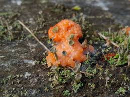 Attēlu rezultāti vaicājumam “Diderma hemisphaericum macro”