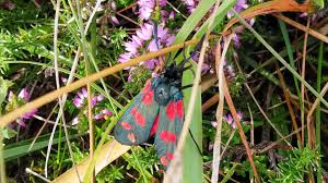 Attēlu rezultāti vaicājumam “Zygaena filipendulae”
