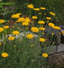 Image result for Färberkamille