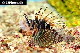 Image result for Pterois radiata