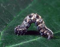 Attēlu rezultāti vaicājumam “Pareulype berberata”