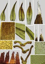 Attēlu rezultāti vaicājumam “Schistidium robustum sporophyte”