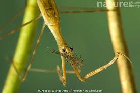 Attēlu rezultāti vaicājumam “Ranatra linearis”