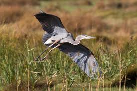 Image result for heron