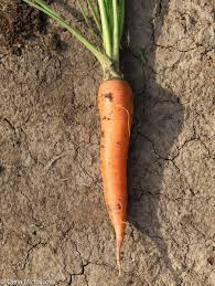 Attēlu rezultāti vaicājumam “Daucus sativus”