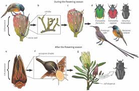 Attēlu rezultāti vaicājumam “Ophiostoma polyporicola”