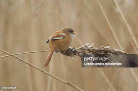 Attēlu rezultāti vaicājumam “Panurus biarmicus female”